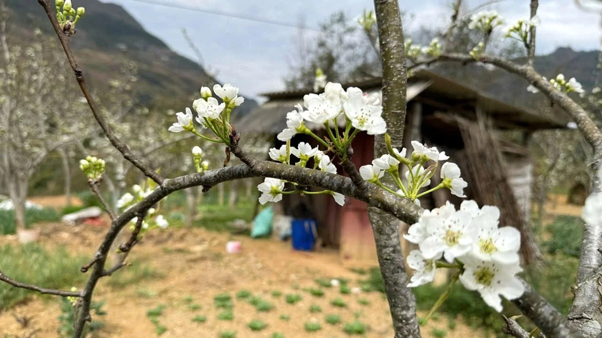 White pear blossoms bloom shyly beside traditional rammed-earth houses.