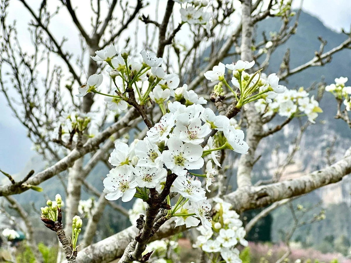 Pear blossoms typically have five delicate petals arranged evenly around pale yellow stamens; when in full bloom, they form immaculate white clusters.