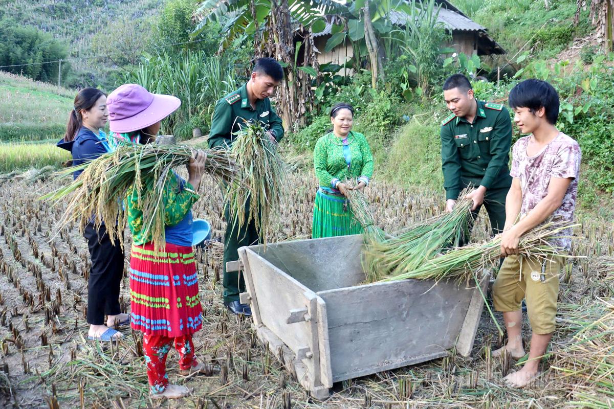 Cán bộ Đồn Biên phòng Sơn Vĩ cùng nông dân thu hoạch lúa, vun bồi thế trận lòng dân nơi biên cương.