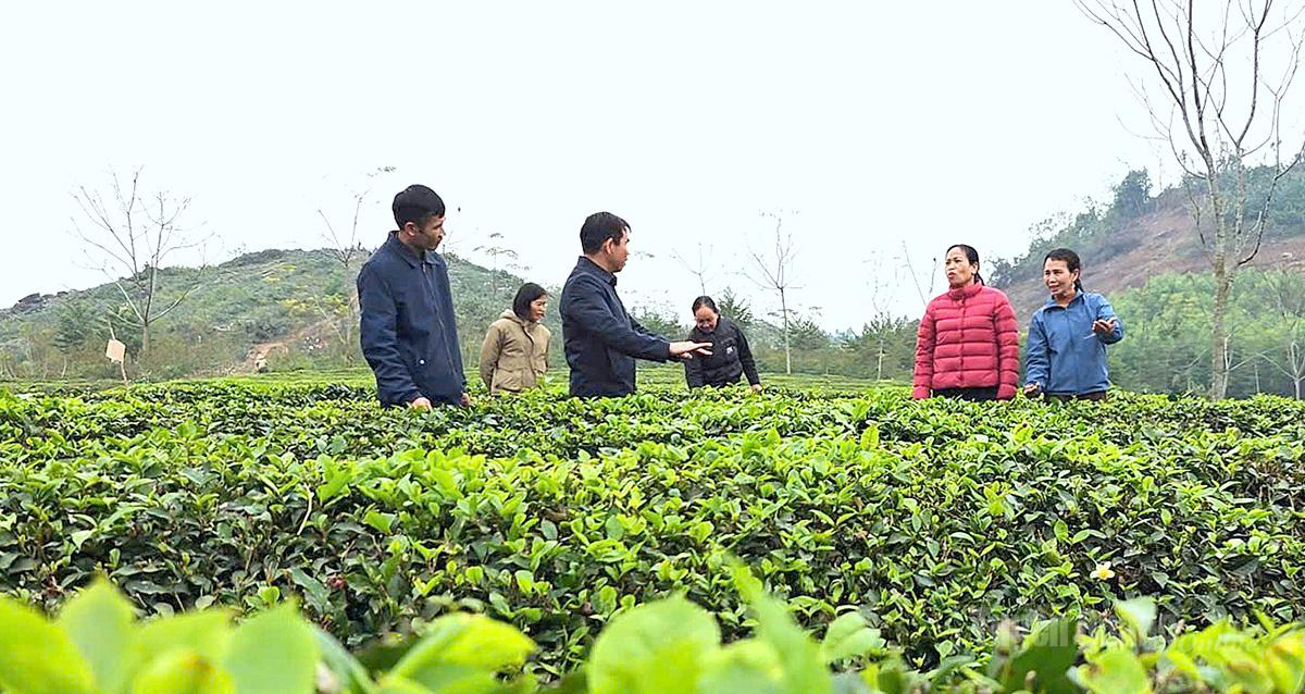 Đảng viên chi bộ thôn 10, xã Nhữ Khê nắm tình hình sản xuất của người dân.