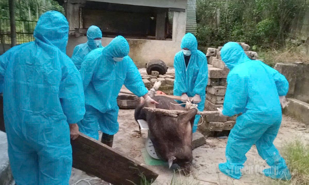 Lực lượng chức năng xã Mậu Duệ xử lý lợn nhiễm dịch.
