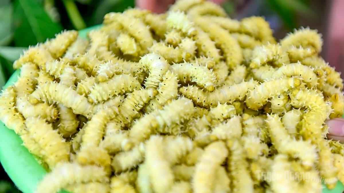 Tằm lá sắn Phú Lương.