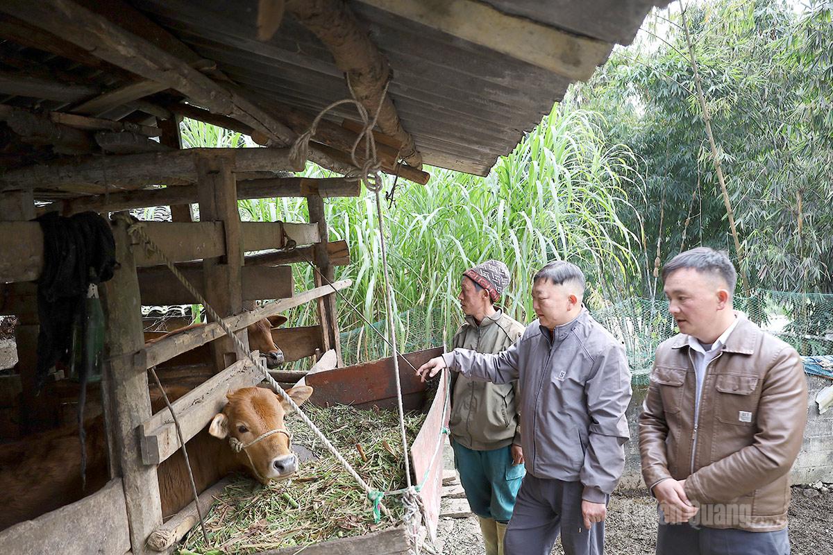 Lãnh đạo xã Sà Phìn kiểm tra mô hình chăn nuôi trâu sinh sản của hộ dân, góp phần tạo sinh kế, nâng cao thu nhập và giảm nghèo bền vững.