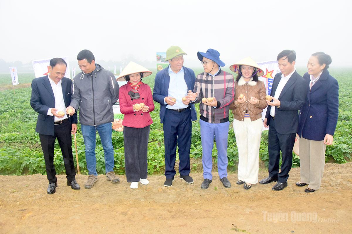 Khoai tây trồng theo mô hình liên kết tại phường An Tường 
cho năng suất cao.