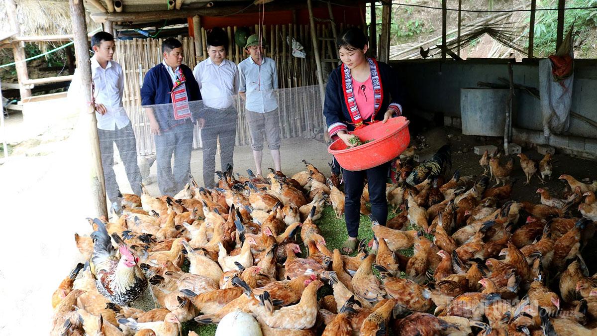 Người dân xã Hồ Thầu phát triển chăn nuôi theo hướng hàng hóa mang lại nguồn thu nhập ổn định.