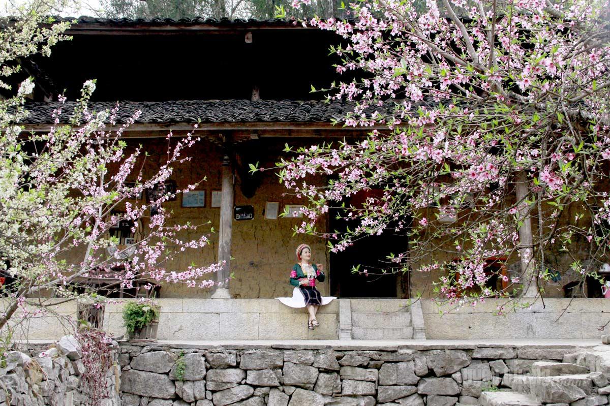 Nhà cổ của anh Vàng Mí Hồng là điểm đến hấp dẫn du khách vào mùa xuân.