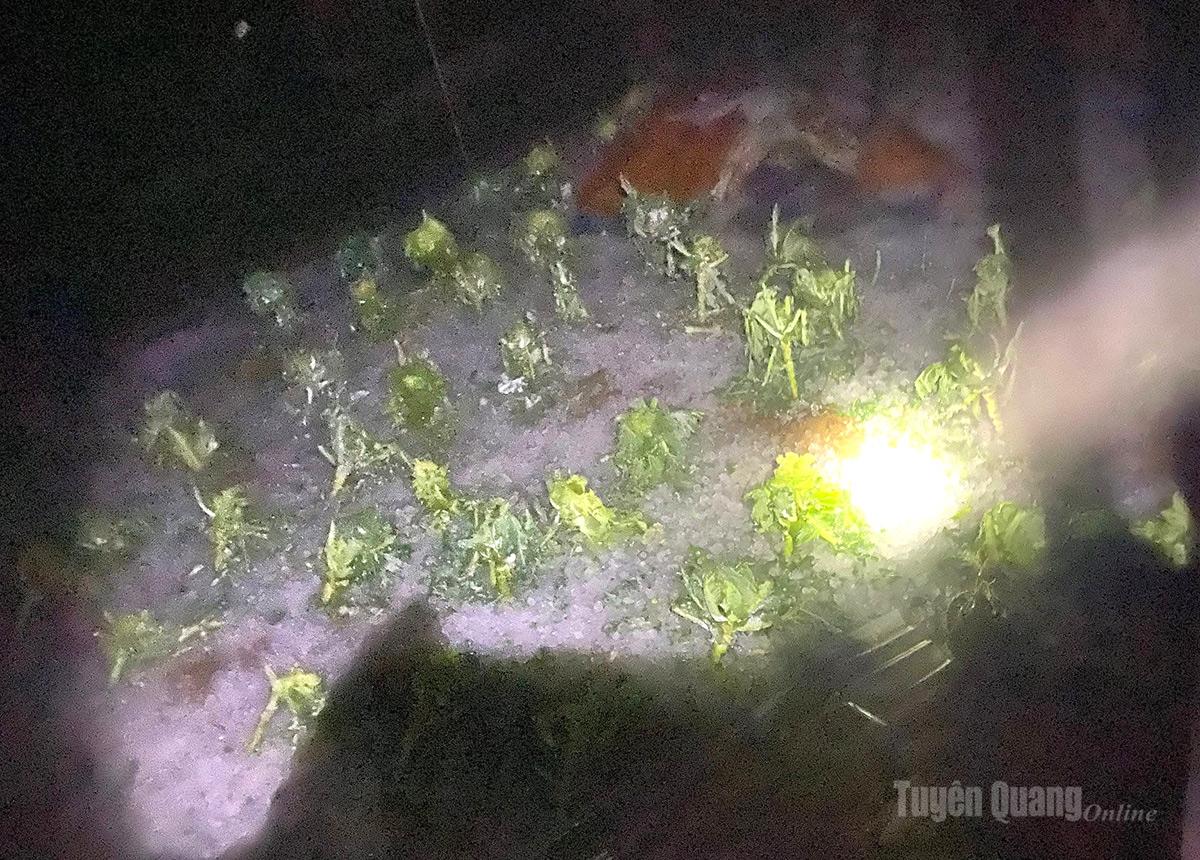 Vườn rau của người dân sau trận mưa đá