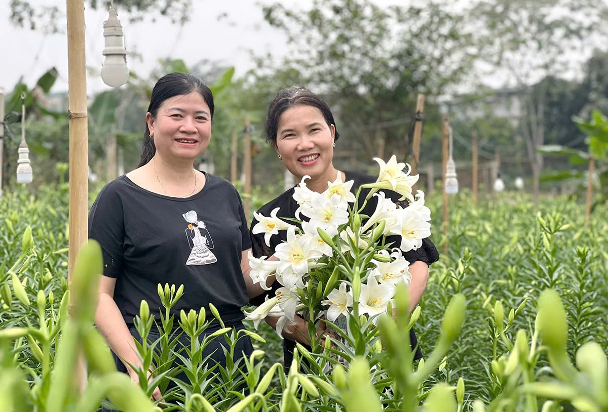 With their pristine white color and gentle fragrance, these flowers are widely loved by many.