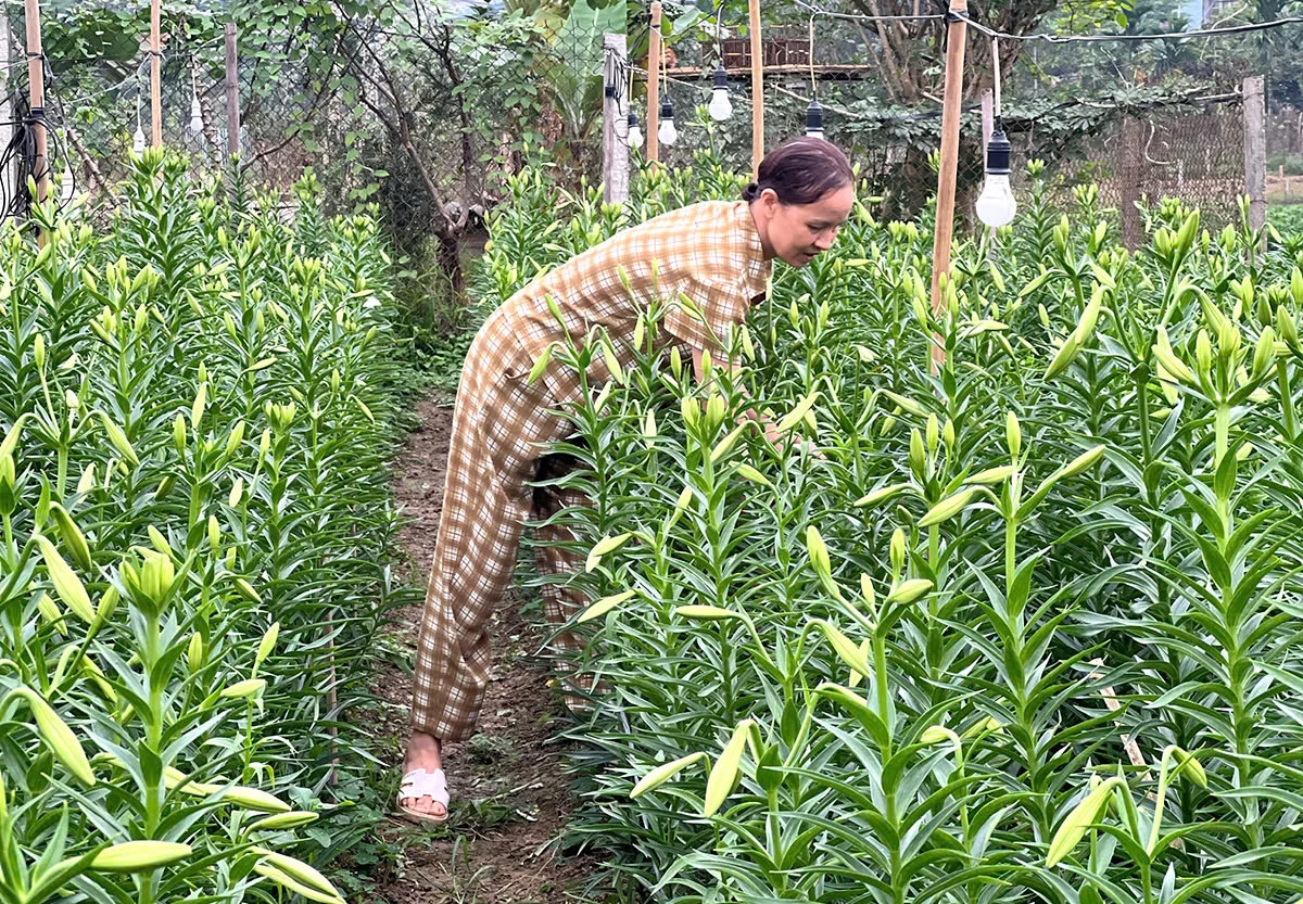 According to Pham Thi Phuong, whose family has cultivated white trumpet lilies for the past 10 years, the current price ranges from VND3,500 to VND4,000 per bud.