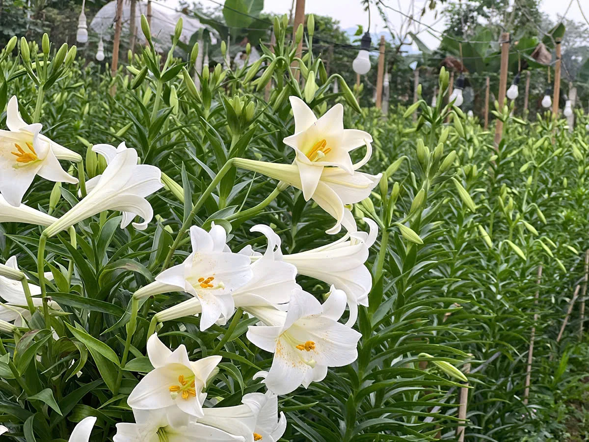 The flowers grow on sturdy stems, each typically bearing one to three blossoms.
