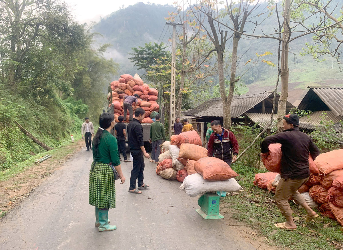 Công nhân Hợp tác xã nông lâm nghiệp Ngọc Sơn 
thu mua củ nghệ của các hộ dân.