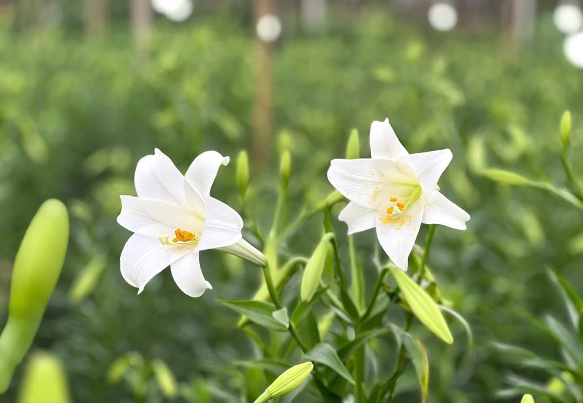 Since white trumpet lilies bloom only once a year, both sellers and flower enthusiasts must make the most of the short season. After being cut, the flowers can last for about two weeks.