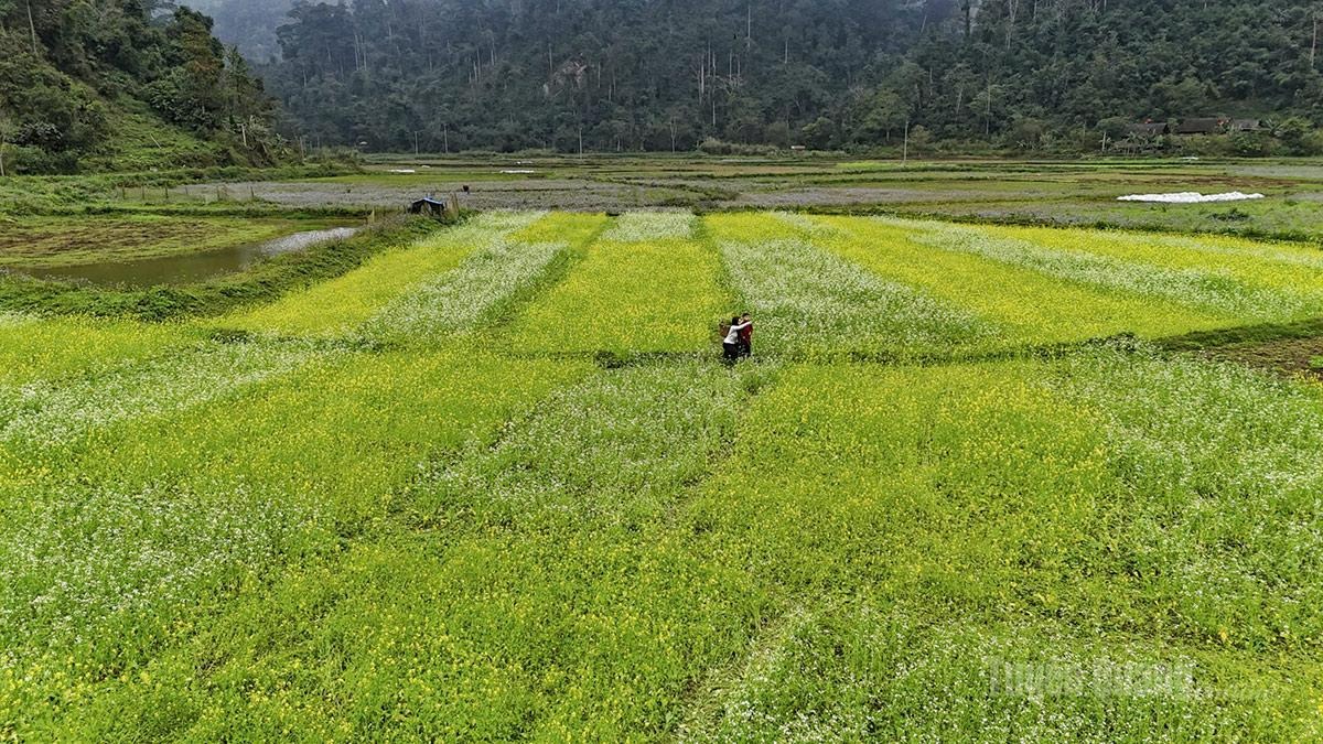 Spring brings a different kind of beauty to Na Hang. Instead of the pink hues of peach or plum blossoms, vast stretches of yellow mustard flowers soften the valleys, lining the winding roads that lead into the villages. Against the lush green backdrop of mountains and forests, the blossoms appear as fresh brushstrokes, adding warmth to the highland scenery.