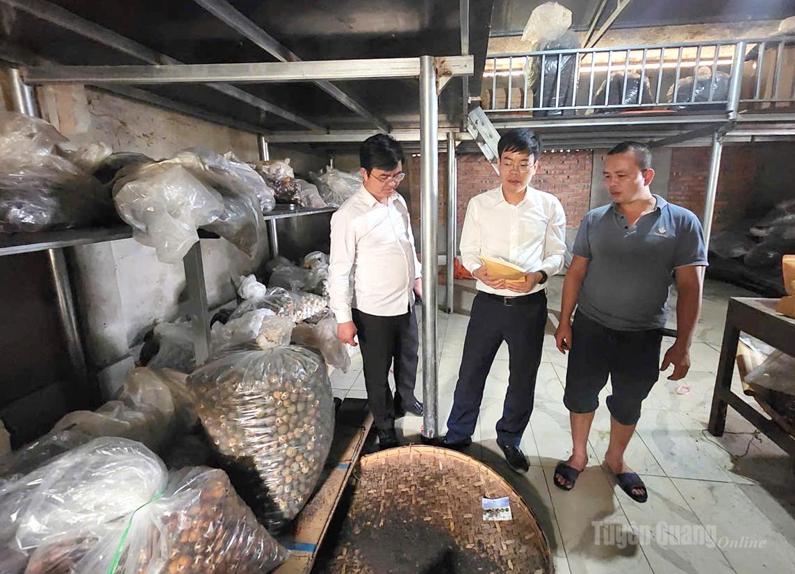 Đoàn khảo sát thăm mô hình sản xuất chè trên địa bàn xã Thượng Sơn.