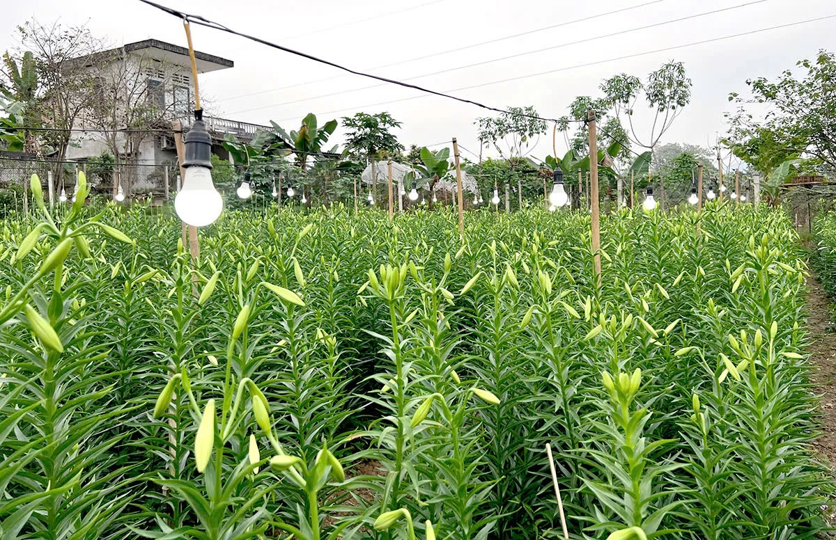 Farmers have applied techniques such as keeping lights on throughout the night to “awaken” the flowers and regulate their blooming time to coincide with late March and early April.