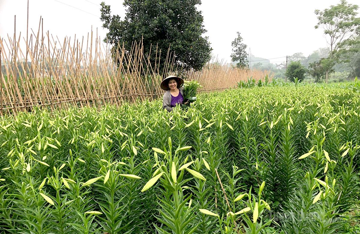 Hoa Loa kèn còn được gọi là hoa Huệ tây. Loại hoa này một năm chỉ có một vụ và thường cho thu hoạch vào cuối tháng 3 đầu tháng 4.