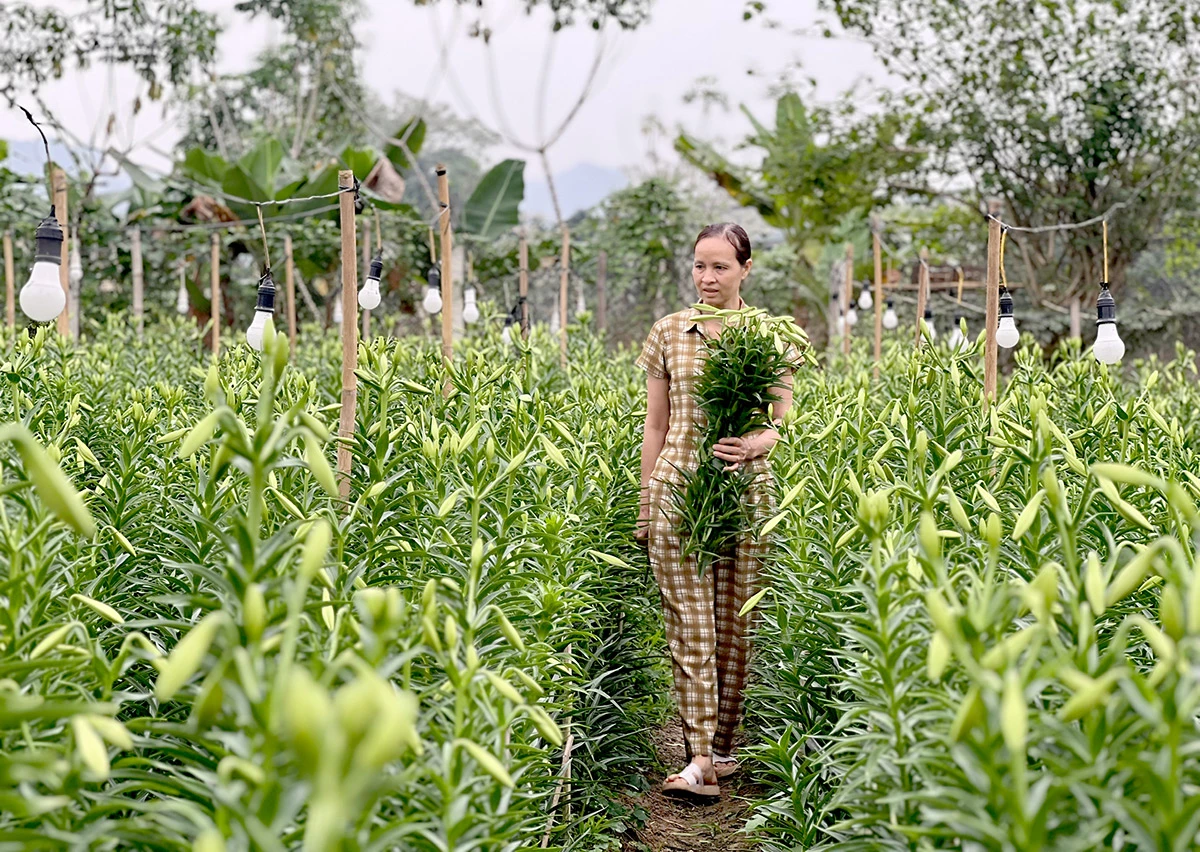 Những ngày gần đây, người trồng hoa Loa kèn đang bắt đầu bước vào thu hoạch đầu vụ.