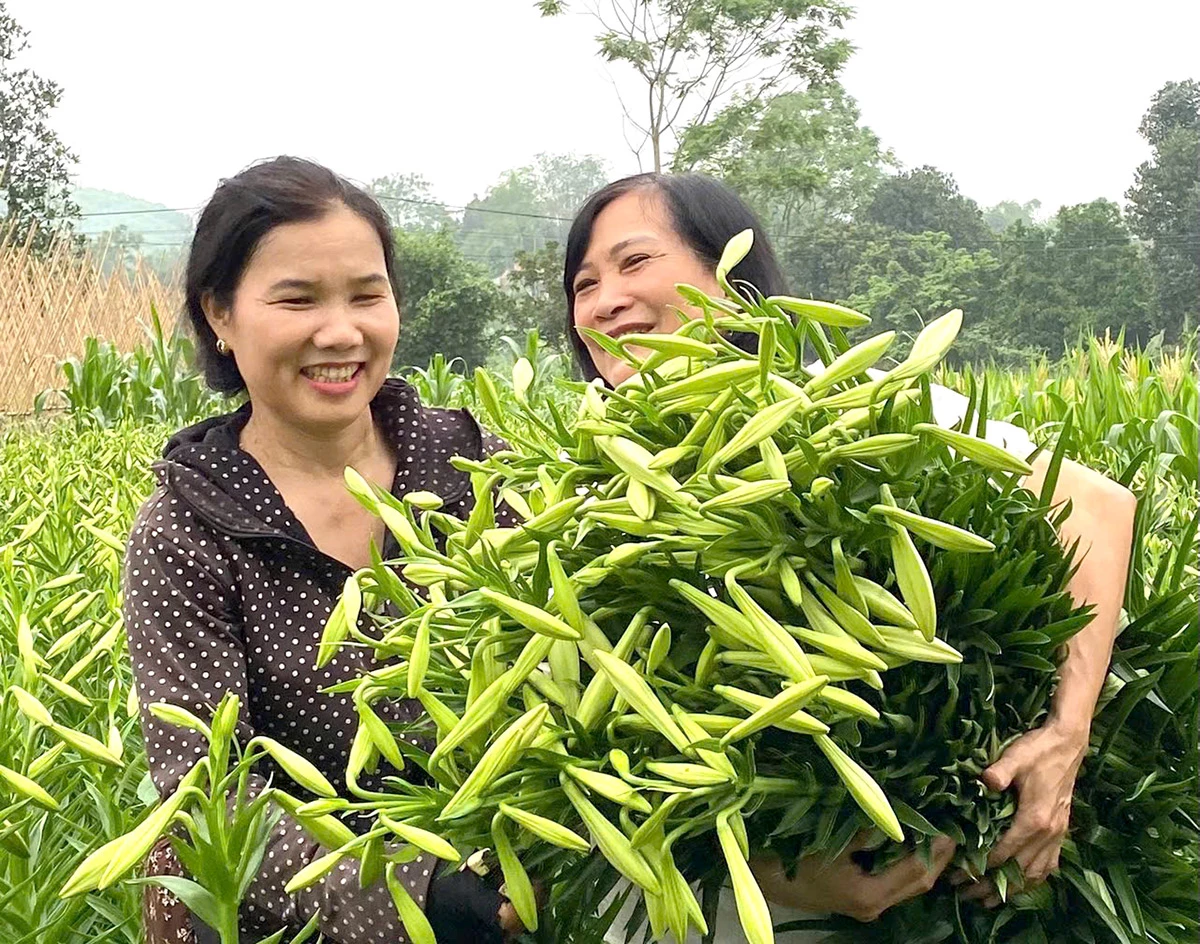 Mặc dù được giá nhưng người trồng Loa kèn cũng chỉ mong thu hồi được vốn, do thời tiết không ủng hộ nên năng suất giảm so với năm trước.