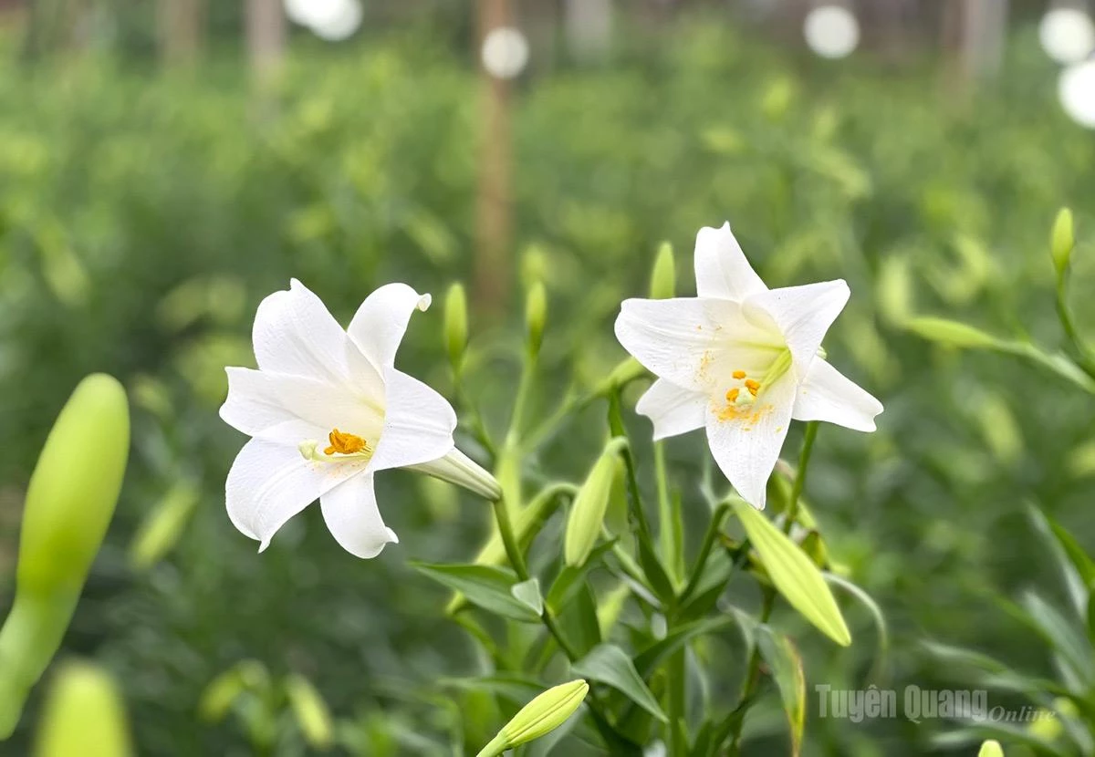 Hoa Loa kèn mỗi năm chỉ có một vụ nên cả người bán và người chơi hoa phải rất tranh thủ. Hoa sau khi cắt sẽ chơi được khoảng 2 tuần.