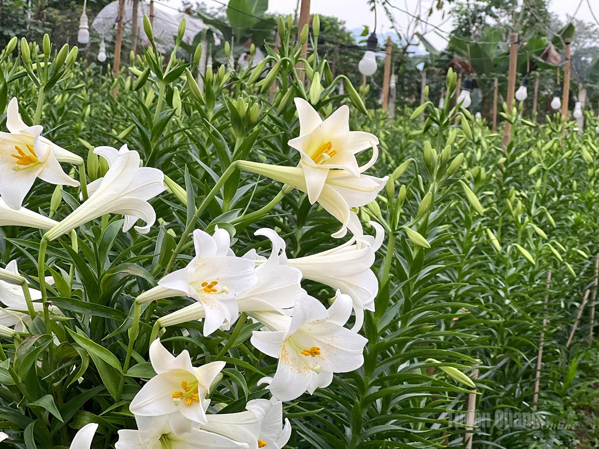 Hoa mọc trên cành, mỗi cành thường có 1-3 bông, cành cứng hơn thược dược nên ít bị gãy đổ.