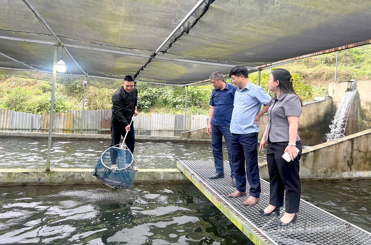 Đoàn kiểm tra, giám sát khảo sát mô hình nuôi cá nước lạnh tại HTX Tuấn Đoan, xã Khuôn Lùng.