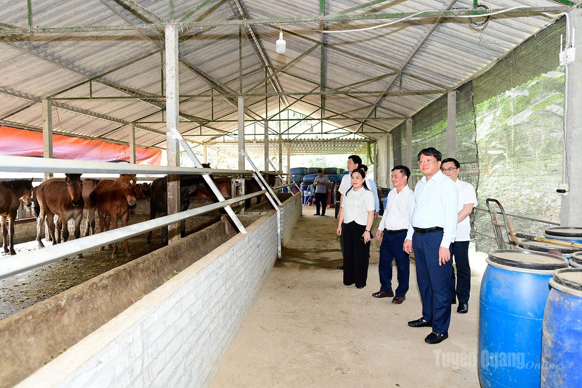 Đồng chí Hà Trung Kiên, Ủy viên BTV Tỉnh ủy, Phó Chủ tịch Thường trực Ủy ban MTTQ tỉnh và các đồng chí trong đoàn công tác thăm một số mô hình phát triển kinh tế của HTX nông, lâm nghiệp và Dịch vụ Thành Đạt, xã Kim Bình.