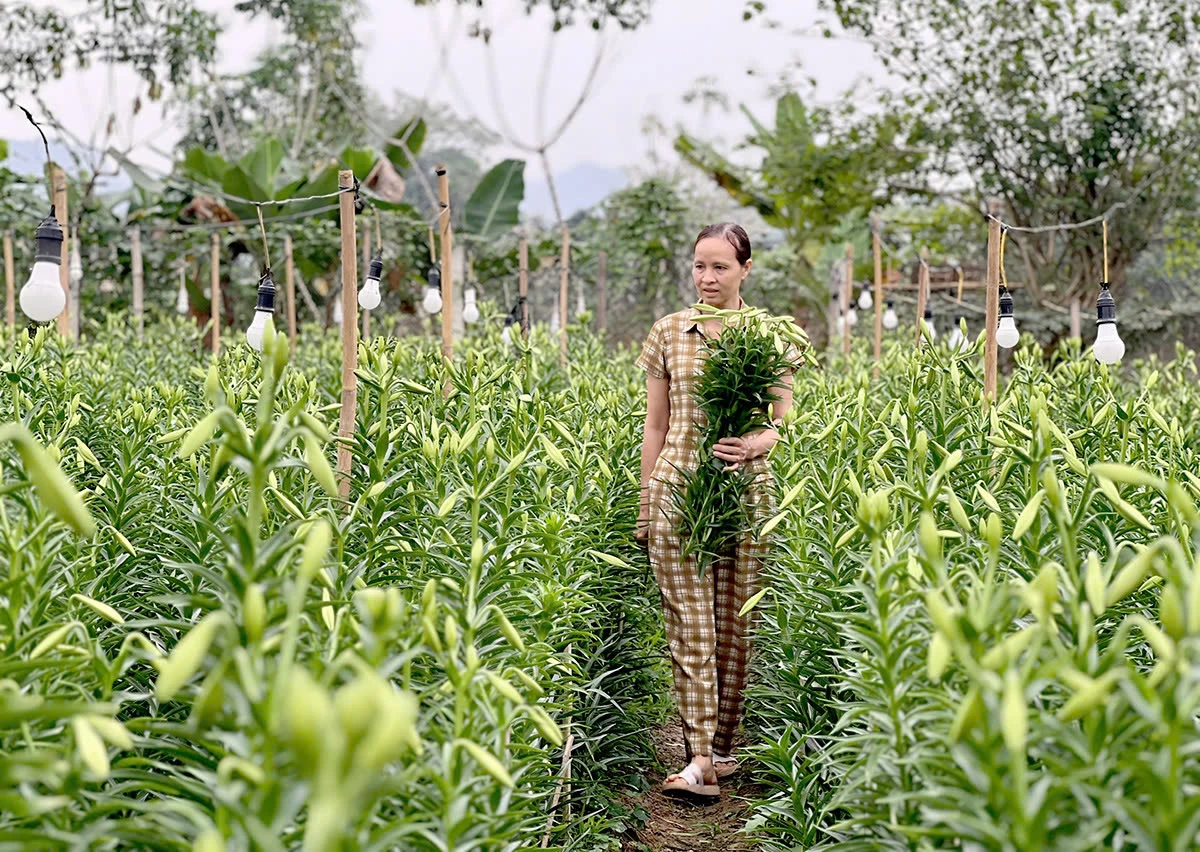 In recent days, growers have begun harvesting the first batch of the season.