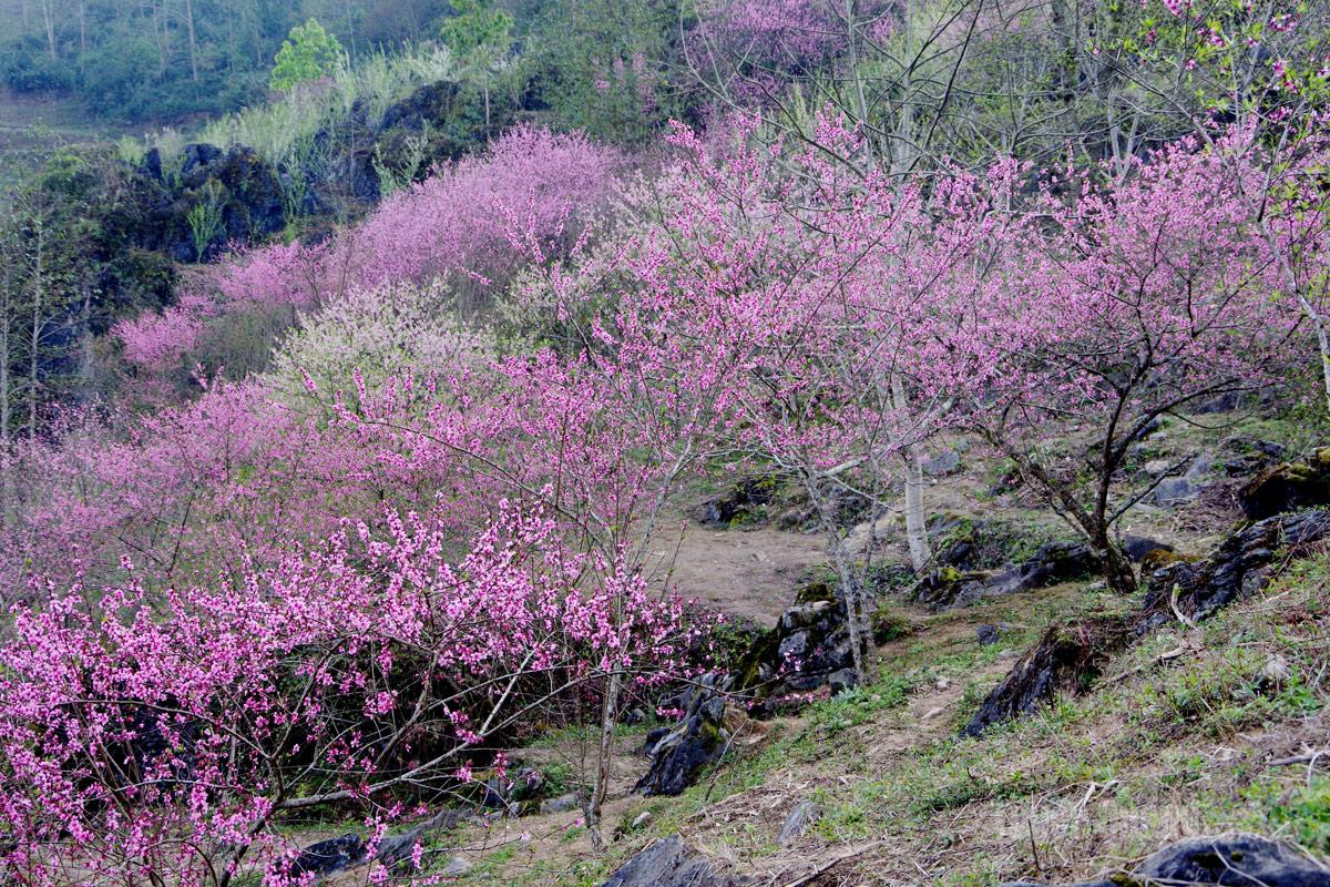 Peach blossoms are in full bloom on the rocky slopes of Vang Cha Phin Hamlet, Tung Vai Commune, showing off their pink hues amid the drifting mist of the mountainous border region.