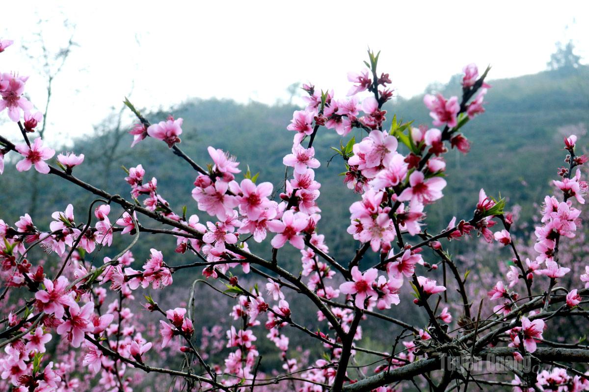 Peach branches burst into deep pink blossoms along the rocky hillsides.