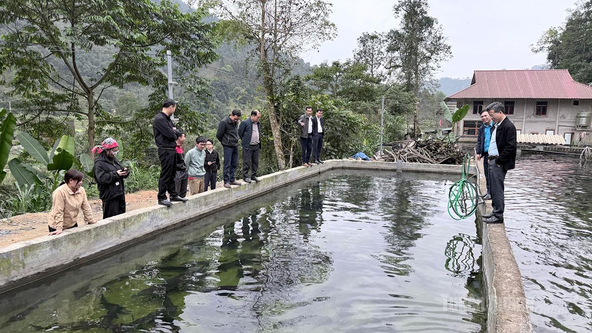 Đoàn công tác của Học viện Nông nghiệp Việt Nam khảo sát mô hình nuôi cá tầm tại thôn Nậm An.