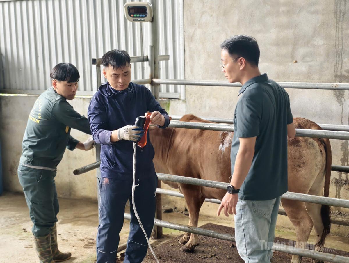 Đoàn chuyên gia đánh giá các chỉ số kỹ thuật trên đàn bò tại HTX Cát Lý.