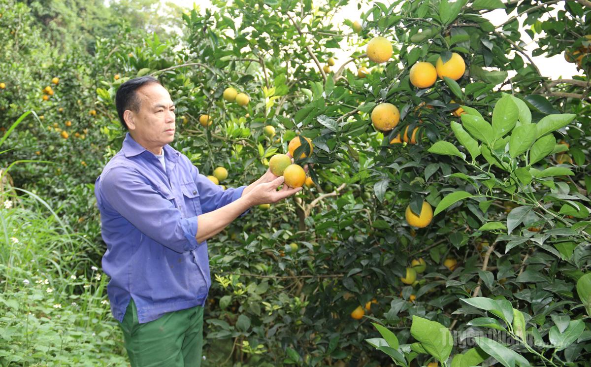 Vườn cam của gia đình anh Nguyễn Xuân Kiêu, thôn Văn Lập, xã Yên Sơn cho thu hoạch trên 100 tấn quả niên vụ 2025 – 2026.