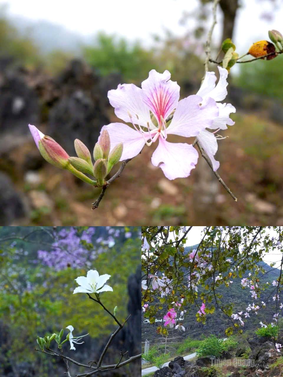 The vibrant ban blossoms in Khau Vai flourish under the spring sunshine, captivating the hearts of visitors.