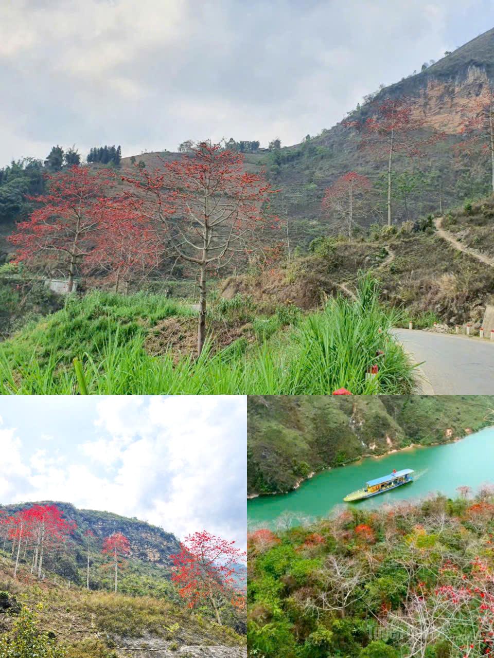 As March arrives, Khau Vai is not only adorned with ban flowers but also with the fiery red blossoms of the bombax tree, which line the roads and mountain slopes, creating a romantic atmosphere in this highland region.