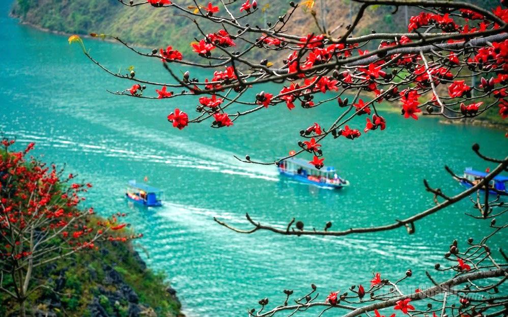 The red hue of bombax flowers “ignites” the Nho Que River, adding a striking highlight to the poetic landscape.