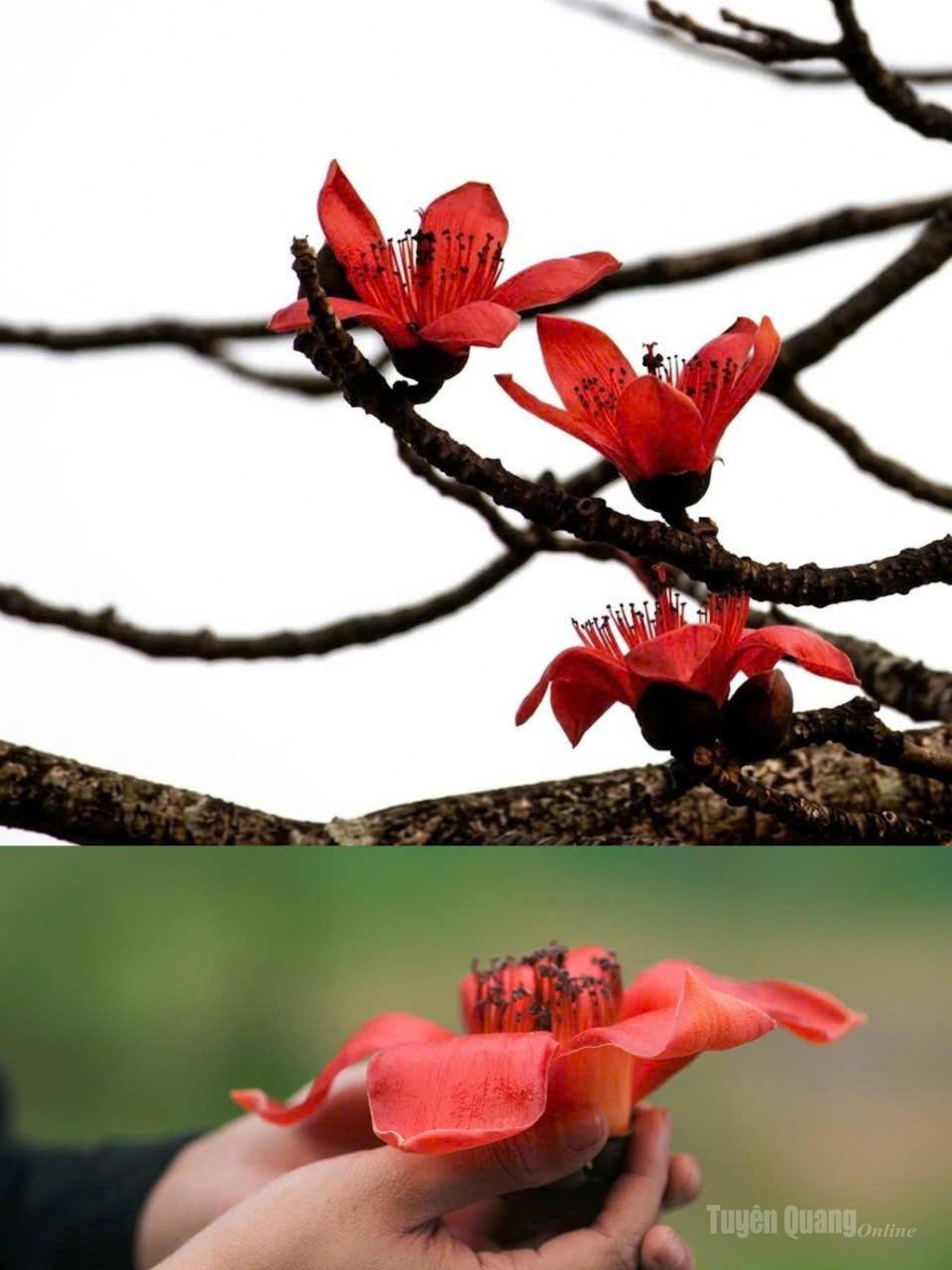 Clusters of deep red bombax blossoms burst into bloom, signaling the transition of seasons.