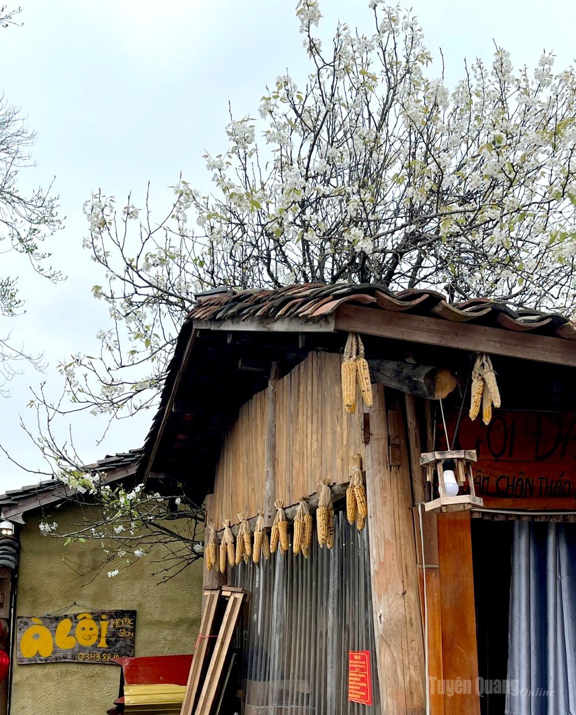 Homestay spaces in Lo Lo Chai Village retain a distinctly rustic charm with yin-yang tiled roofs, strings of corn hanging in front of the porch, and blooming white pear blossoms, creating a scene that reflects the unique character of spring in the northern highlands.