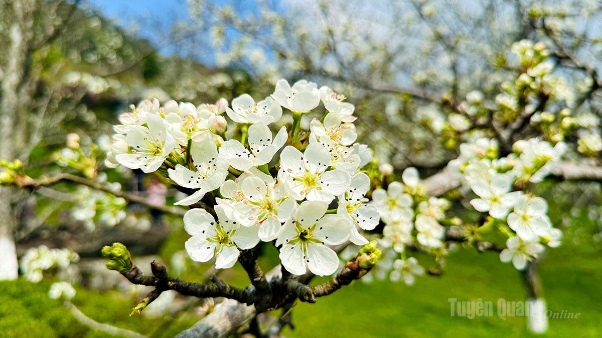 Hong Thai’s pear blossoms flourish under the sunlight, enchanting all who encounter them.