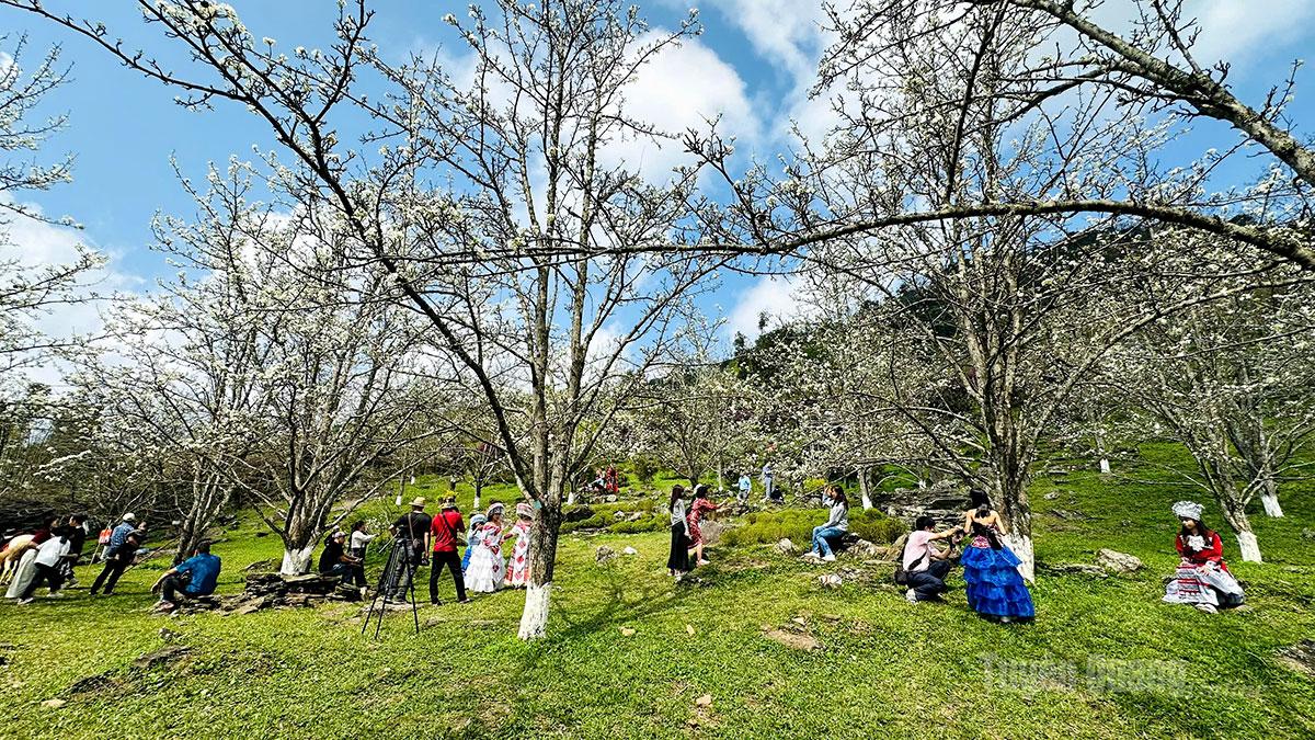 The commune is home to approximately 160 households cultivating pear trees across nearly 100 hectares. The blossoms typically reach full bloom in March, during the seasonal transition.