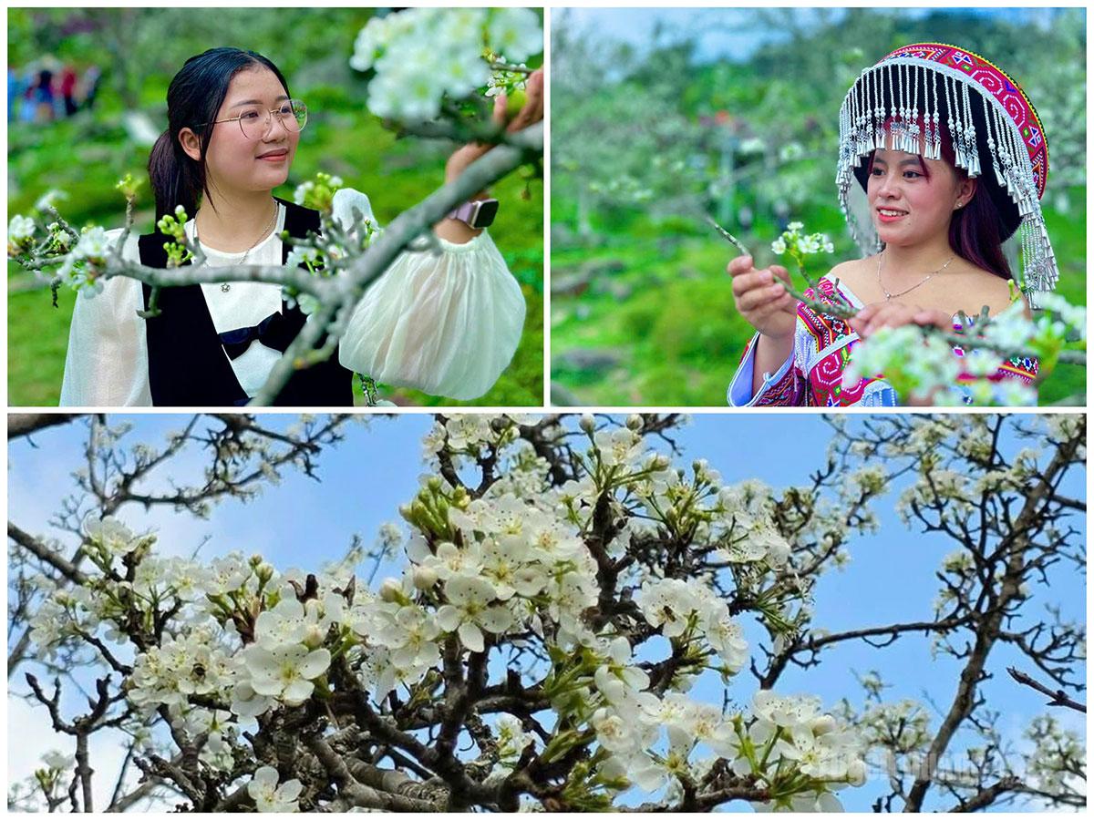 Young women gracefully preserve their memories alongside the pear blossoms of Hong Thai.
