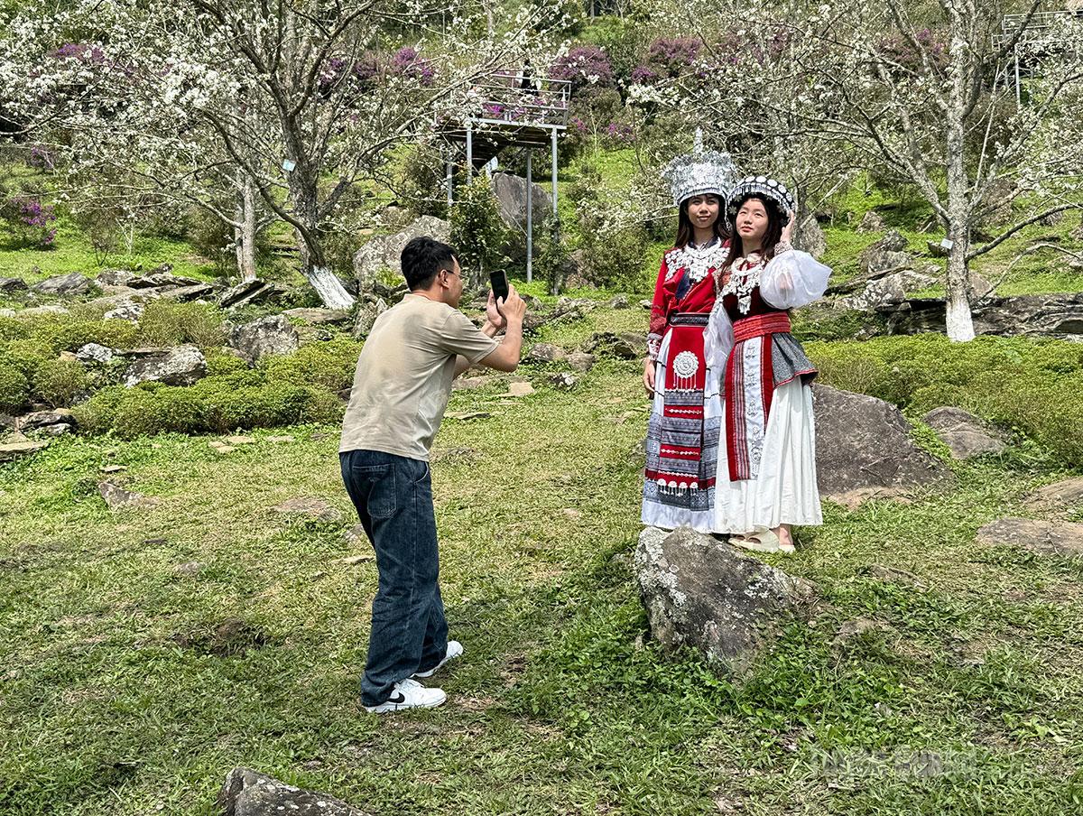 Groups of young people capture beautiful photographs together in the pear orchards.