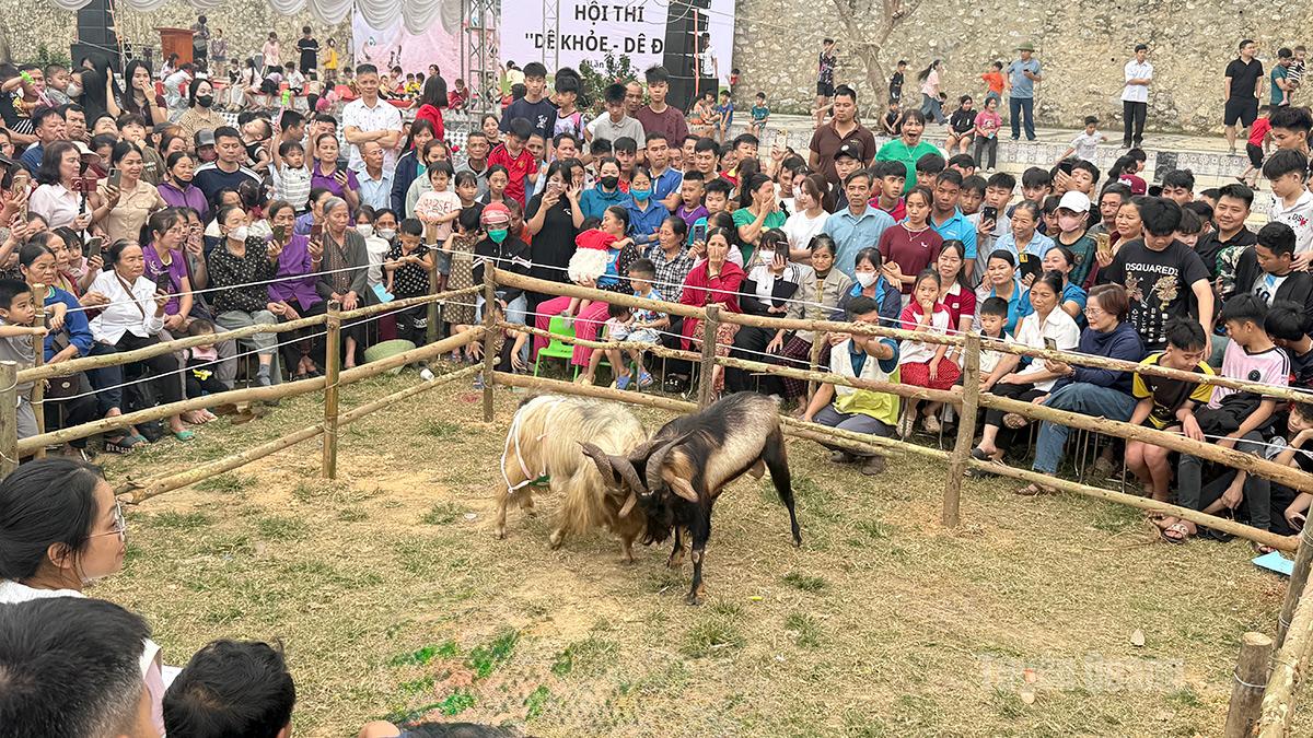 Đông đảo nhân dân theo dõi, cổ vũ phần thi dê khỏe tại Hội thi “Dê Khỏe – Dê Đẹp” lần thứ 4 năm 2026.