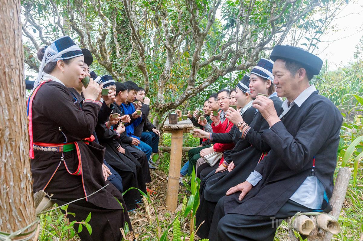Local people and visitors enjoy freshly roasted spring tea beneath centuries-old tea trees.