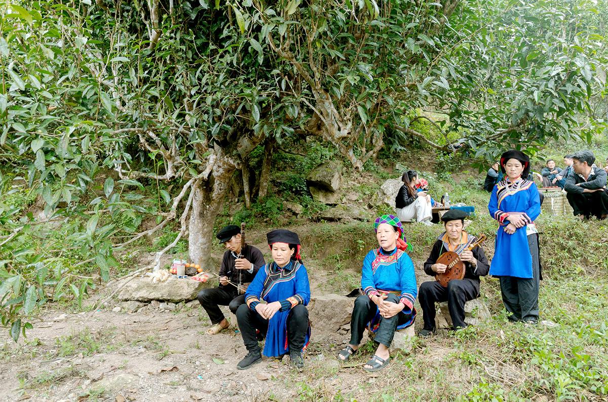 Folk artisans perform instrumental music and love duet singing under the canopy of ancient tea trees, contributing to the preservation and promotion of traditional cultural values during the festival season.