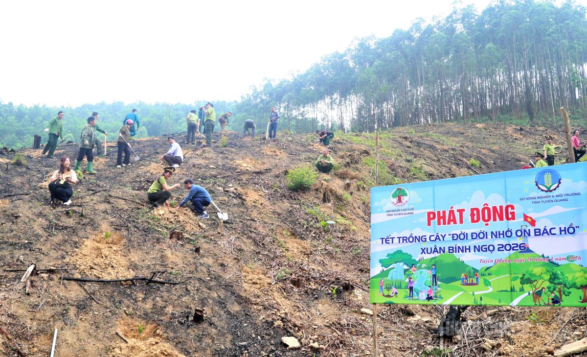 Hội Người cao tuổi tỉnh và các đơn vị chức năng trồng cây tại thôn Đát Trà, xã Thái Bình Xuân Bính Ngọ 2026.