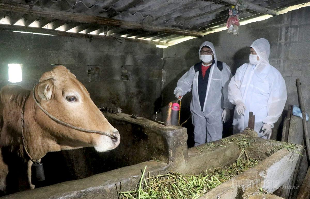 Phun khử trùng khu vực chăn nuôi tại thôn Hồng Ngài.