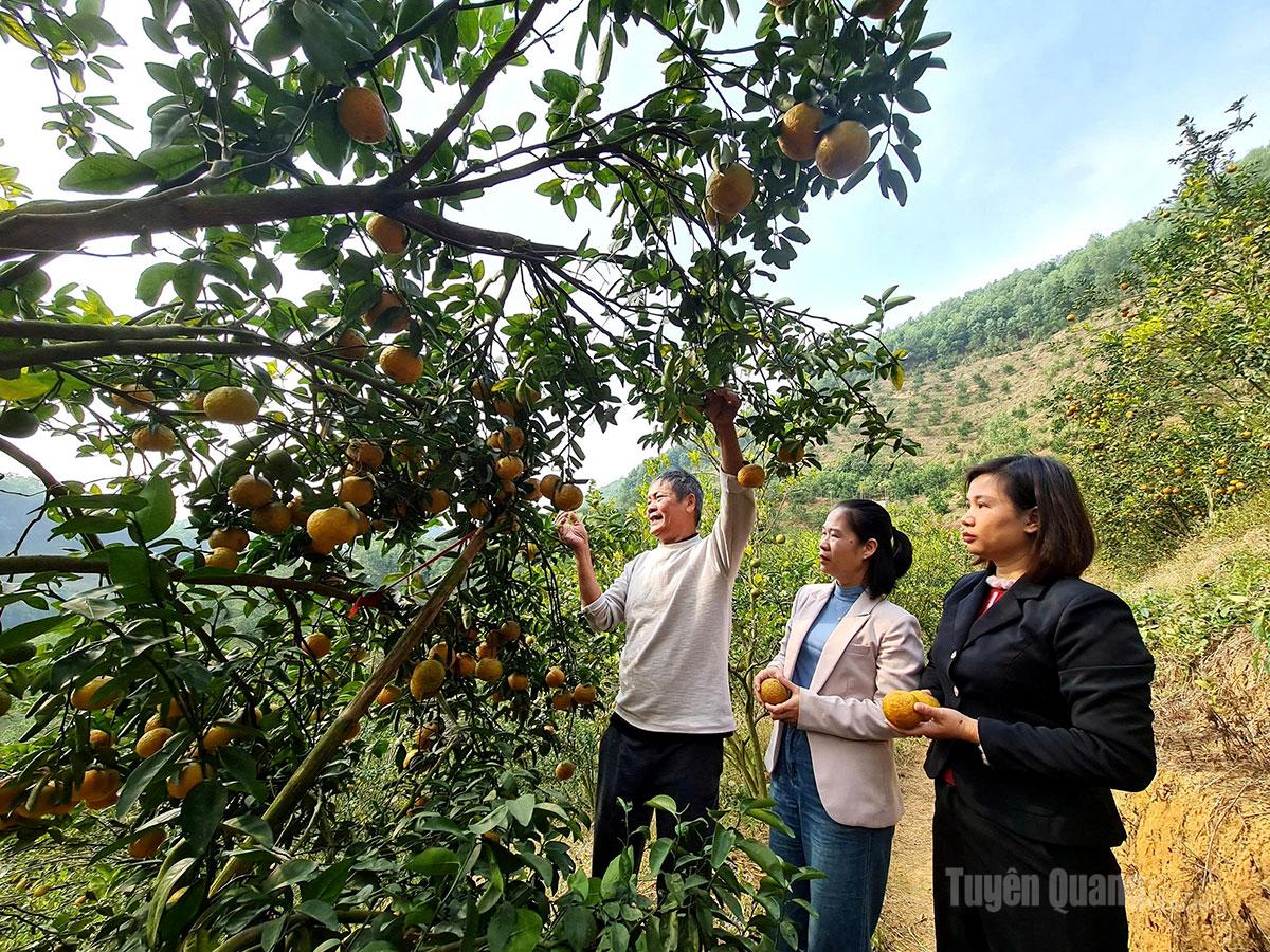 Mô hình trồng cam sành tại xã Hàm Yên được canh tác theo hướng nông nghiệp tốt.