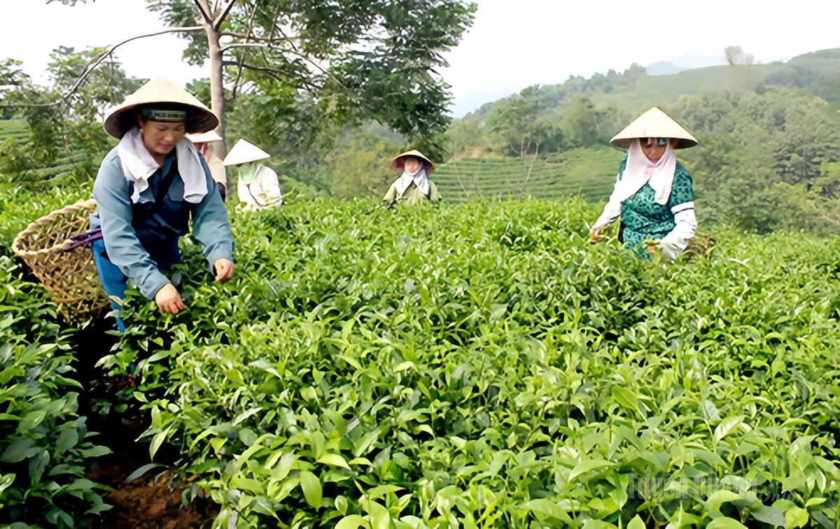 Nhân dân Minh Thanh thu hoạch chè, nâng cao thu nhập.