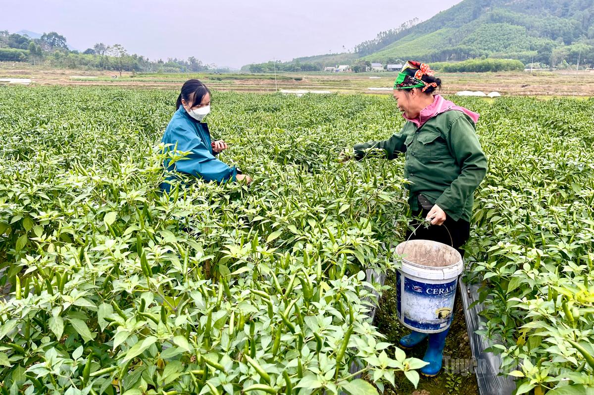 Cây ớt hiện đang là cây trồng hiệu quả tại thôn Liên Minh 2, xã Nhữ Khê.