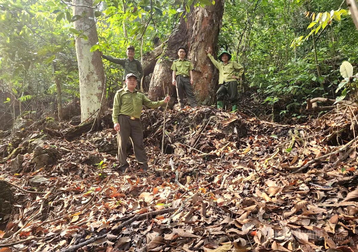 Lực lượng Kiểm lâm tỉnh tuần tra, kiểm soát khu vực rừng có nguy cơ cháy cao.